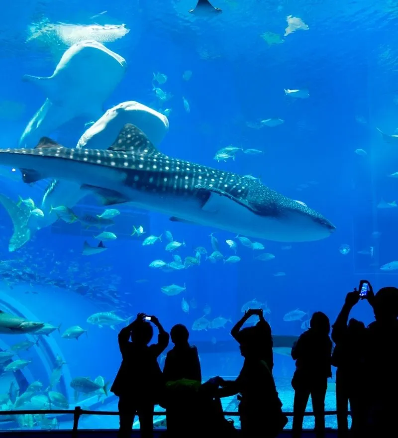 海洋奇緣・親子歡樂啟程