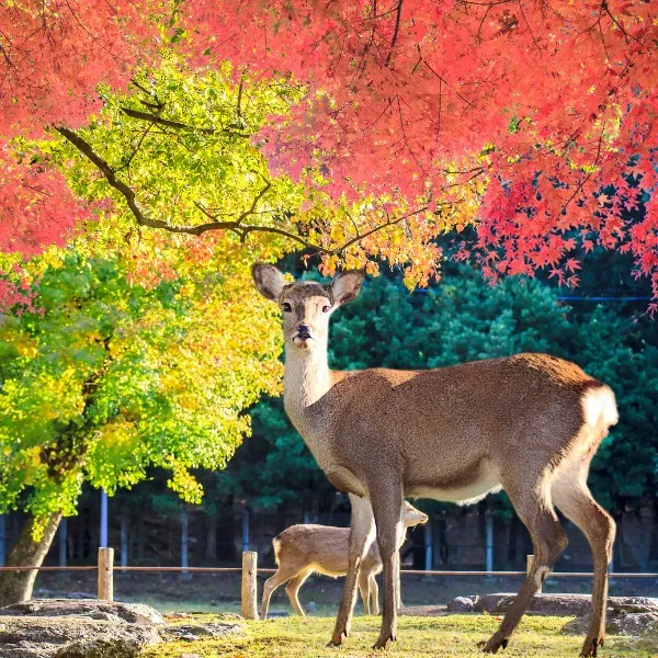 北陸夢幻花園‧名古屋賞櫻５日